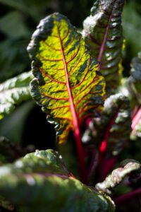 Gemüsegarten Ernte